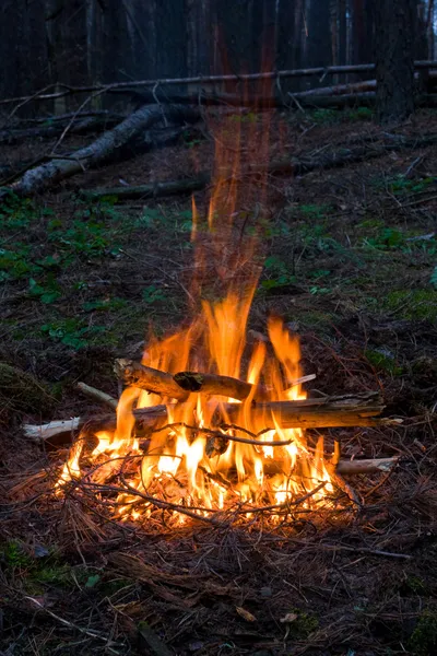 森林を火災します。 — ストック写真