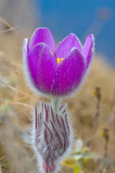 Bella peloso viola pasqueflower — Foto Stock