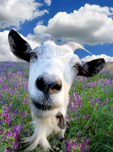 Забавная сельская коза — стоковое фото