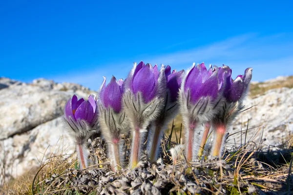 Pasqueflowers — Stock Photo, Image