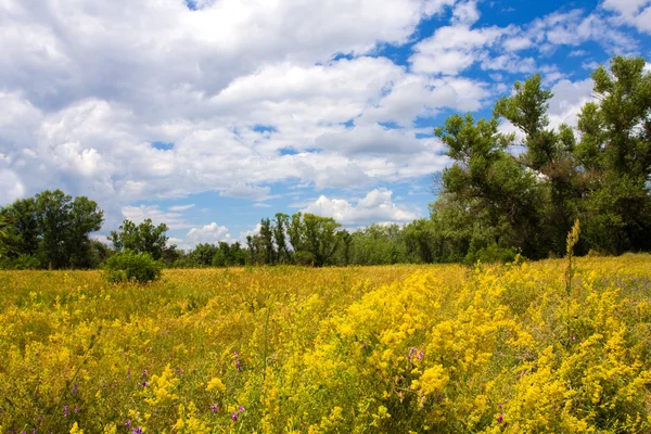 stock image Meadow with yellow flowers