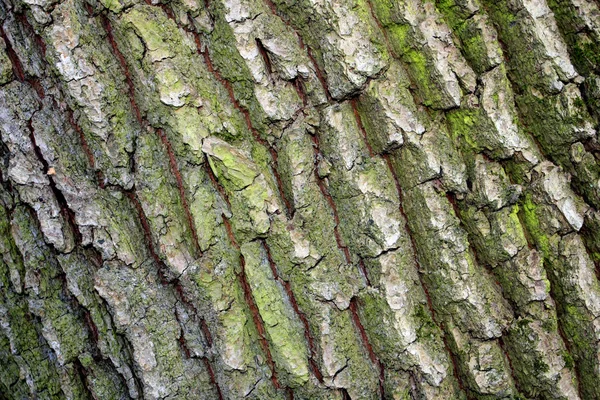 Oak wood seamless pattern Stock Photo