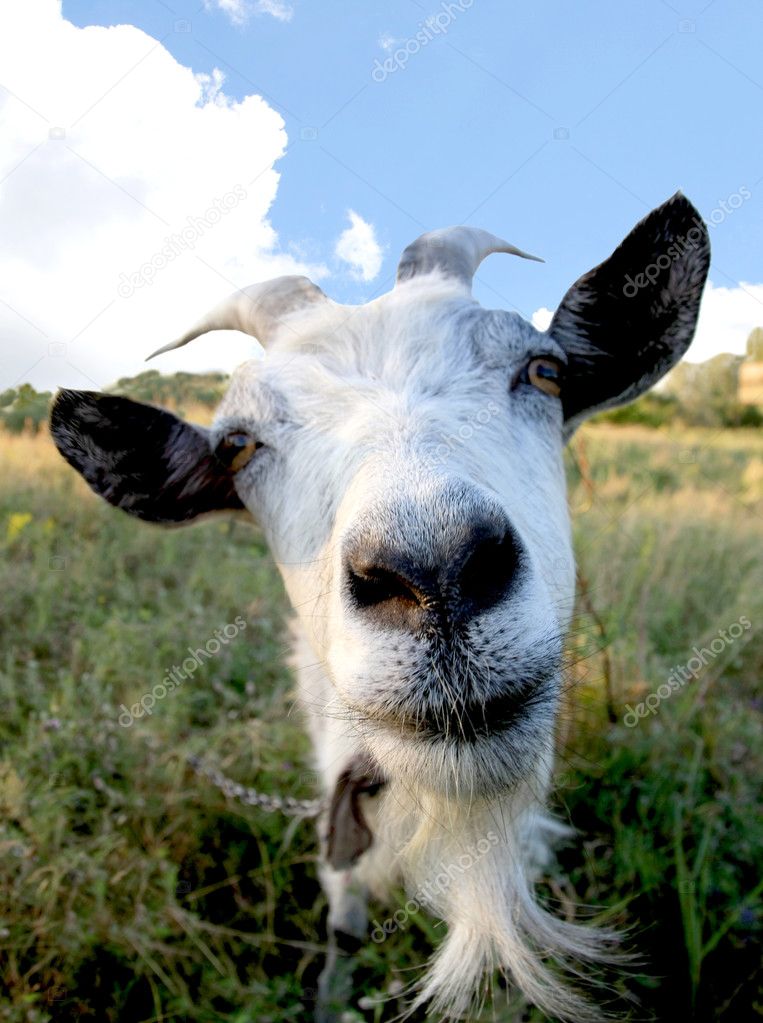 Funny Rural billy goat on the meadow