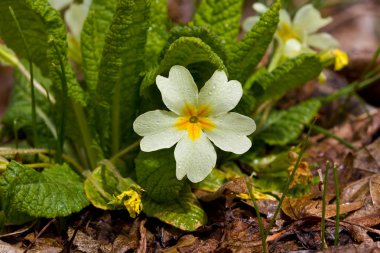 Primula flower after rain clipart