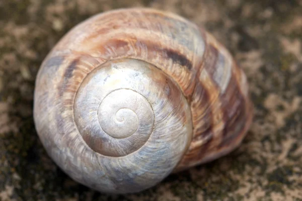 stock image Seashell