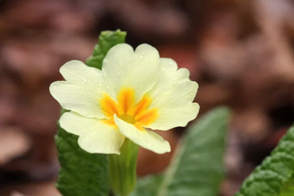 Primula λουλούδι — Φωτογραφία Αρχείου