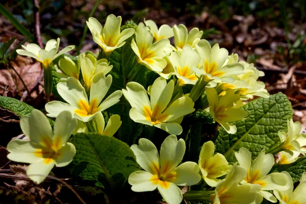 Fiori di Primula in primavera — Foto Stock