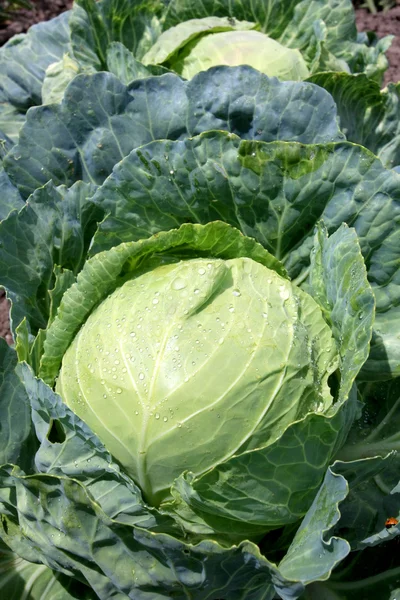 Cabbage on vegetable garden — Stock Photo, Image