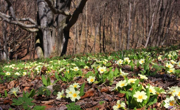 Primavera nella foresta di montagna — Foto Stock