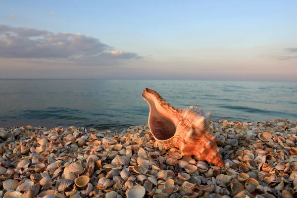 Seashel — Stok fotoğraf