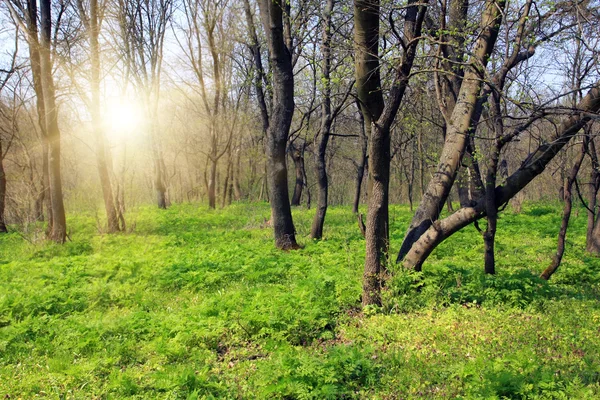 Groen gras in de lente bos — Stockfoto