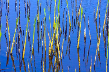 Cane sprouts