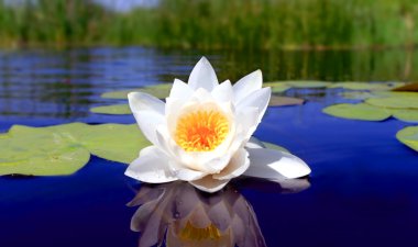 Nice water lily flower clipart