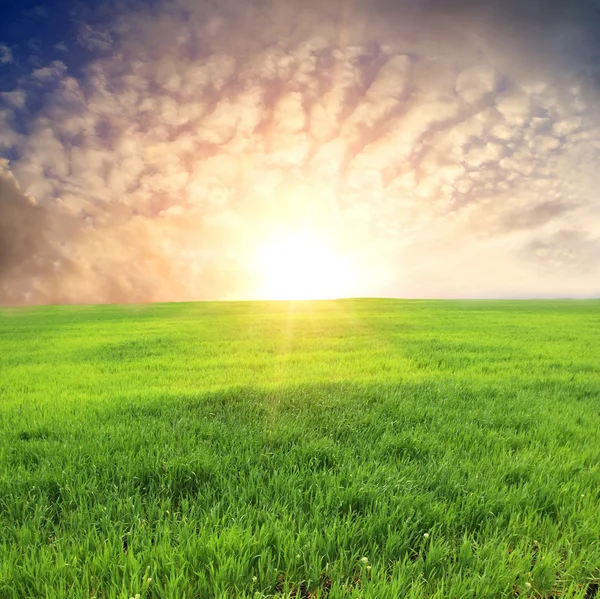Захід сонця над зеленим лугом — стокове фото