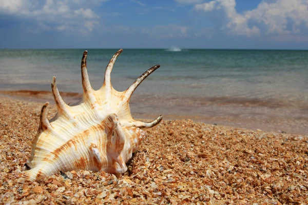 Θαλασσινό κοχύλι στη θάλασσα ακτή — Φωτογραφία Αρχείου
