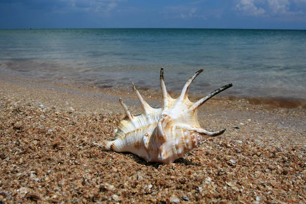 Θαλασσινό κοχύλι στις ακτές της θάλασσας — Φωτογραφία Αρχείου