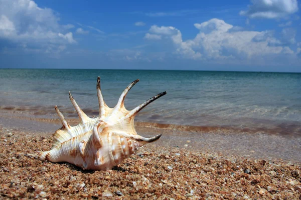 Seashell sulla costa del mare — Foto Stock