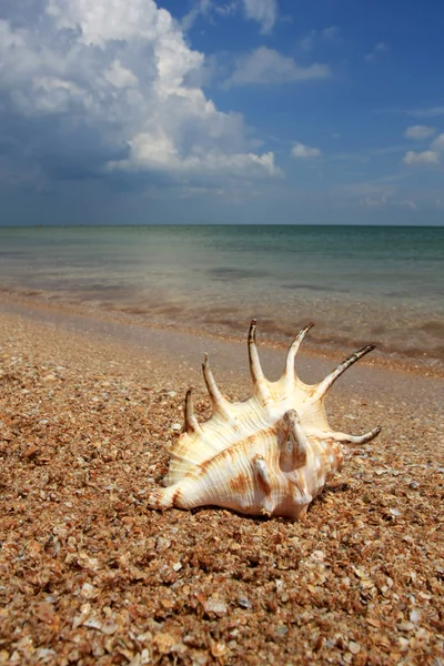 上海洋海岸贝壳 — 图库照片