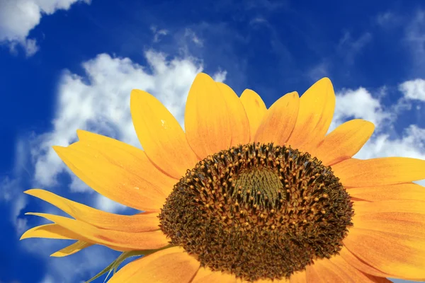 Sonnenblume am blauen Himmel und Wolken — Stockfoto