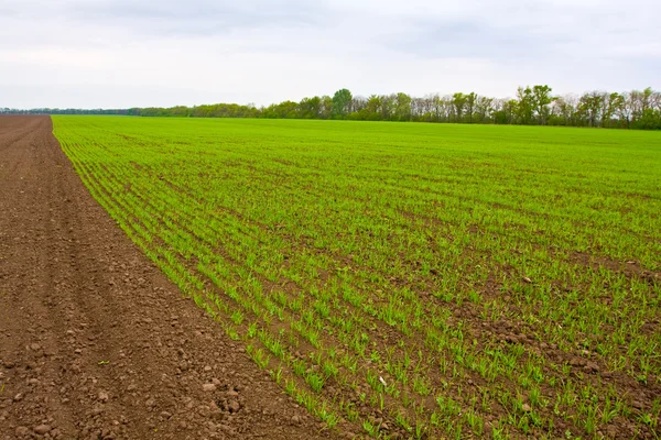 Сельскохозяйственная земля с ростками ржи — стоковое фото