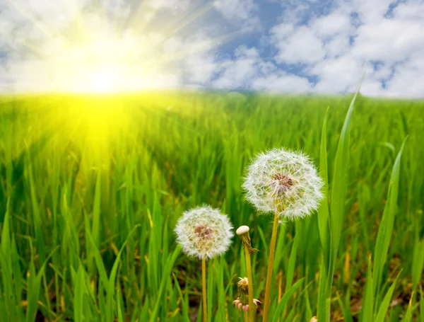 Dandelions on summer field — Stock Photo, Image