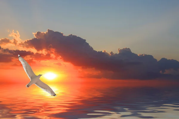 Flyga över solnedgången vatten eftertanke — Stockfoto