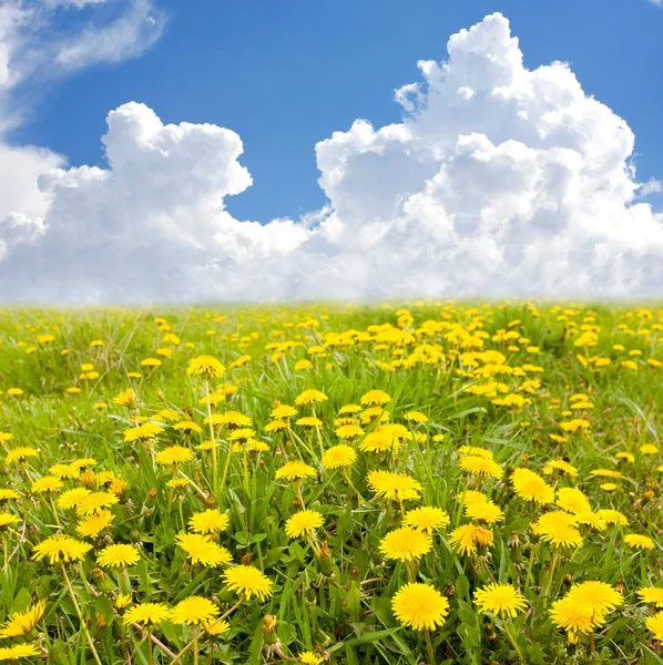 Campo fiori gialli — Foto Stock