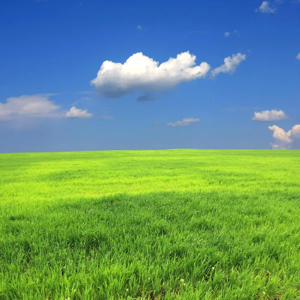 Зеленое поле и облака в небе — стоковое фото