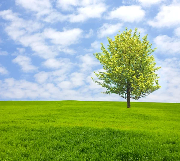 Дерево на зеленом поле — стоковое фото