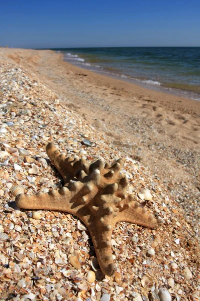 Seastar sulla spiaggia — Foto Stock
