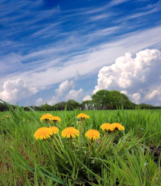 Dandelions bunch on green meadow — Stock Photo, Image