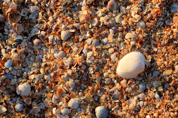 Seashell achtergrondstructuur — Stockfoto