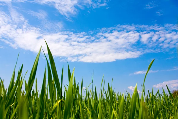 Hierba verde y cielo azul — Foto de Stock