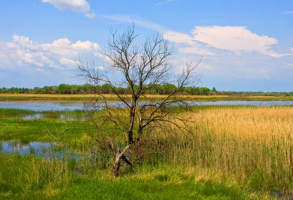 Ensam avlövade träd nära bakvatten — Stockfoto
