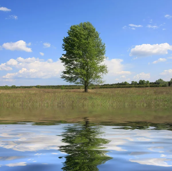 Árbol solitario con reflejo de agua — Foto de Stock