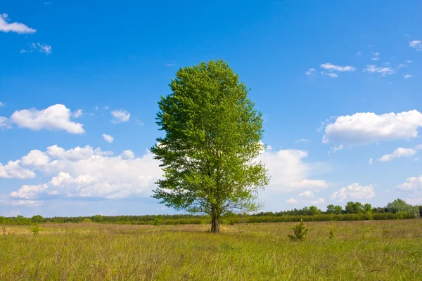 Ensamt träd i stäppen — Stockfoto