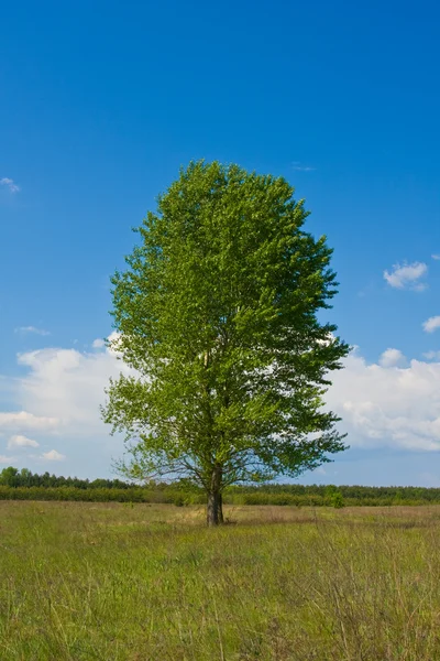 Árvore na estepe — Fotografia de Stock