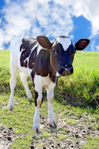 Small bull on meadow — Stock Photo, Image