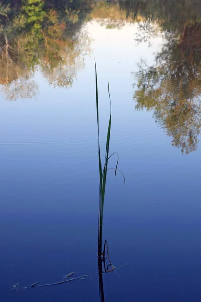 Тростниковый росток в воде — стоковое фото