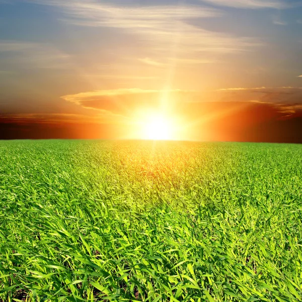 Pôr do sol sobre campo verde — Fotografia de Stock