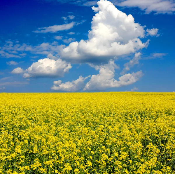 Campo amarillo y cielo azul —  Fotos de Stock