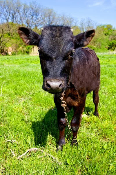 Funny bull-calf on pasture — Stock Photo, Image