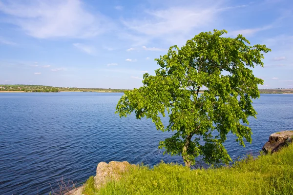 Árbol solo a orillas del río — Foto de Stock
