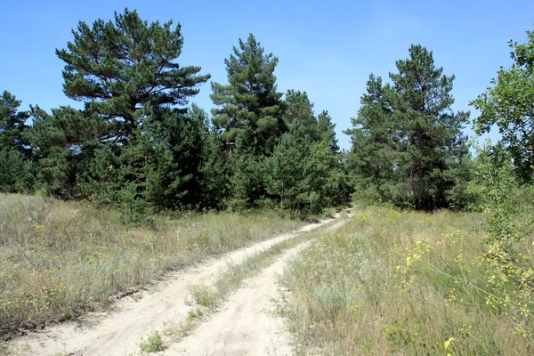 stock image Road in forest