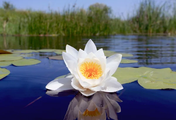 Bonita flor de lirio de agua — Foto de Stock