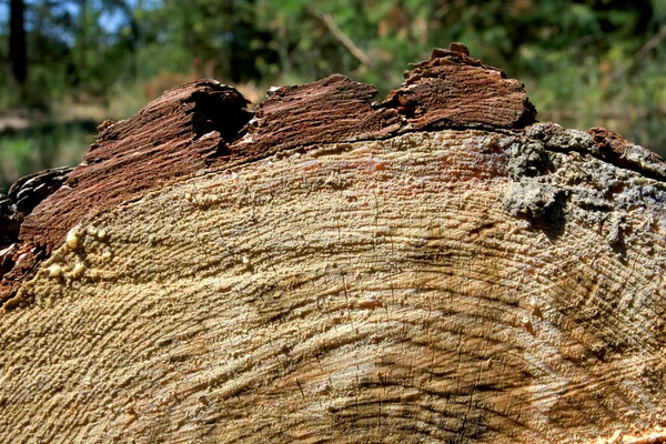 Tree beam cutoff texture — Stock Photo, Image