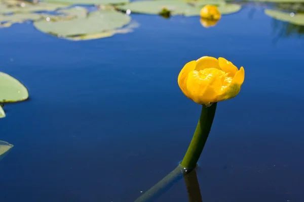 Lírio de água amarela — Fotografia de Stock
