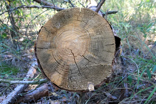Feijão de árvore cortado textura — Fotografia de Stock