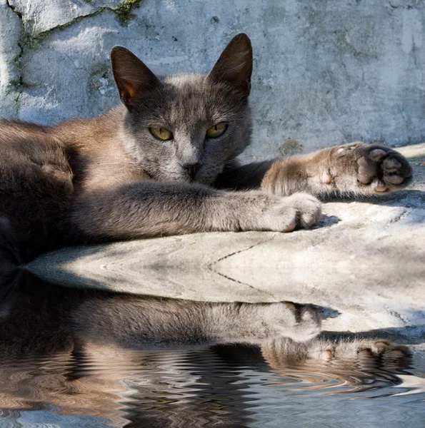 stock image Cat lying down