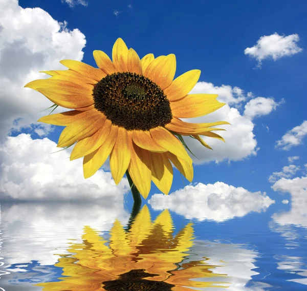 stock image Sunflower on the blue sky background